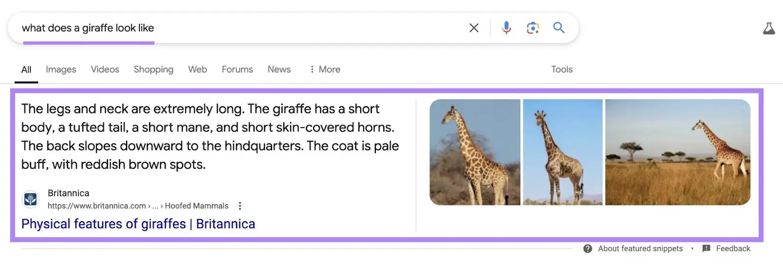 Featured Snippet image showing "What does a Giraffe Look Like"