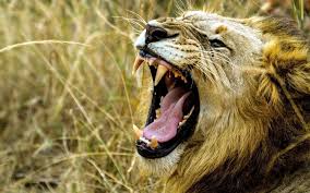 A Lion roaring